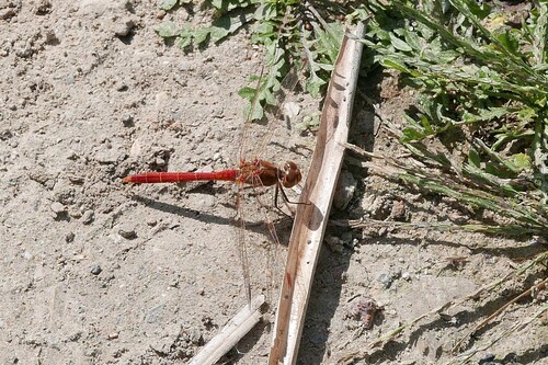 Southern Darter