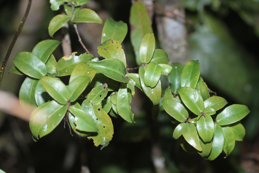 Tapeinosperma tenue