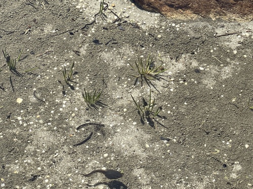 Isoetes lacustris observed 2026-08-26