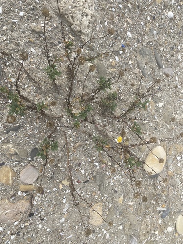 Anthemis maritima, photograph 2