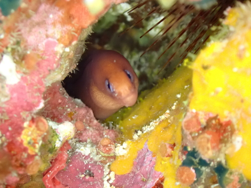 Gymnothorax melatremus observed 2026-08-20