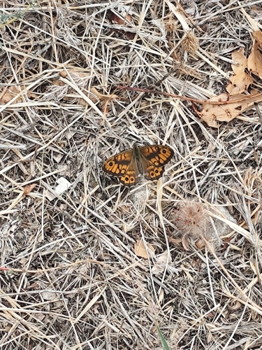 Wall Brown