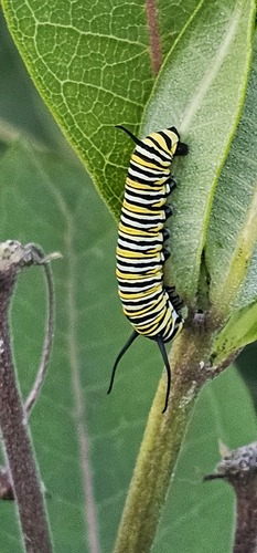 Monarch