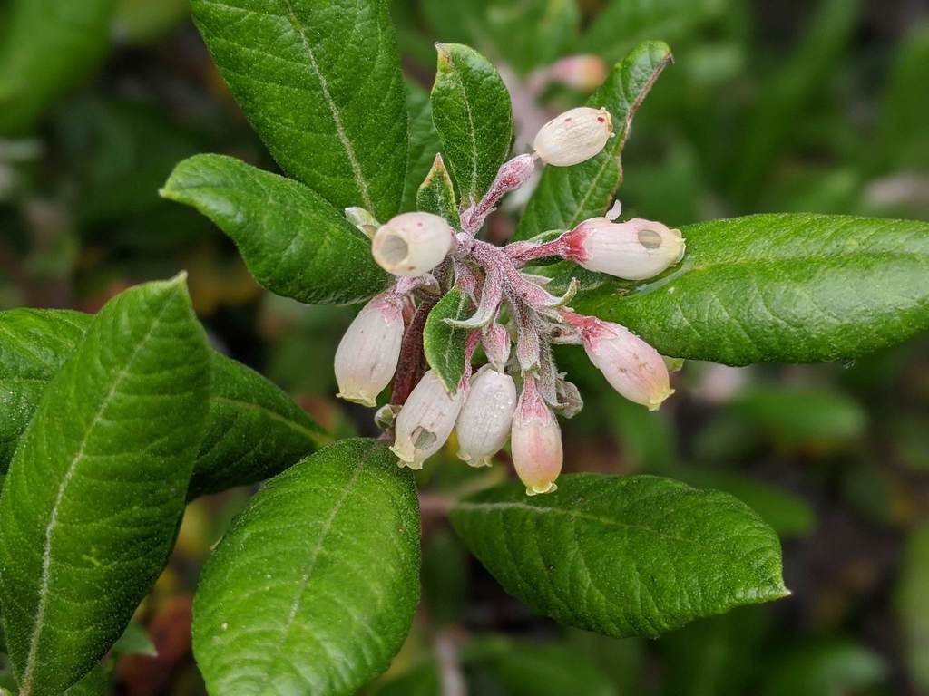mission manzanita (Deer Valley Trail) · iNaturalist