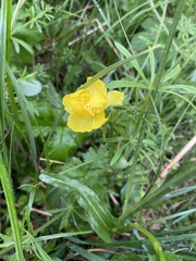 Trollius europaeus