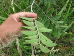 Amorpha paniculata