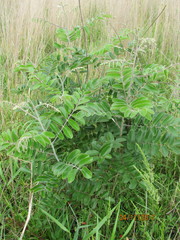 Amorpha paniculata