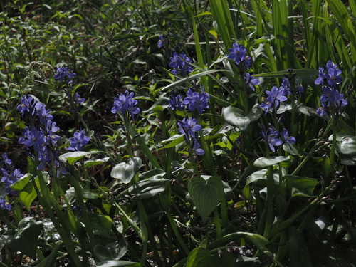 Pontederia korsakowii, 2026-08-23