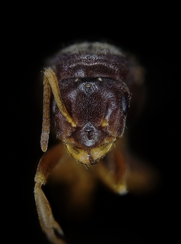 Lasius alienus