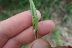 Scleria muehlenbergii