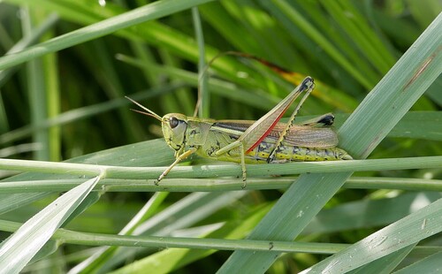 Large Marsh Grasshopper