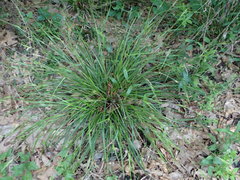 Scleria muehlenbergii