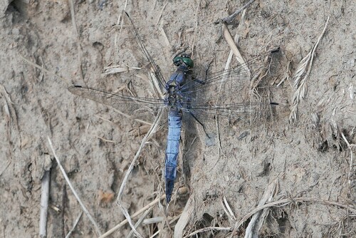 Black-tailed Skimmer