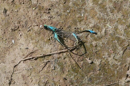 Blue-tailed Damselfly