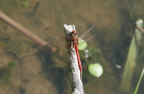 Vagrant Darter