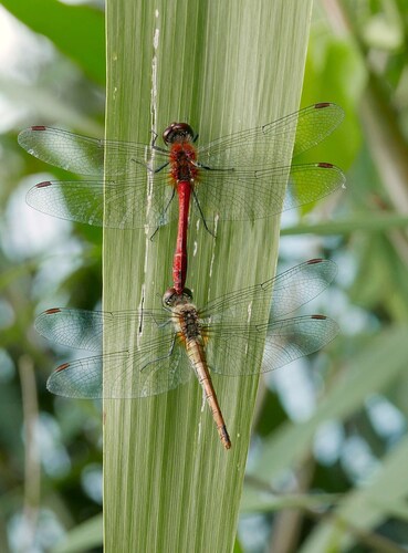 Ruddy Darter