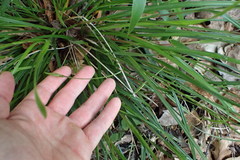 Scleria muehlenbergii