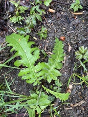 Cirsium oleraceum