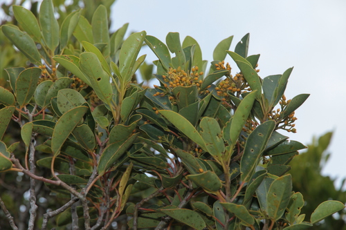 Apodytes clusiifolia observed 2026-07-02