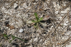 Cephalaria transsylvanica