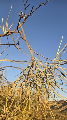 Grevillea striata, photograph 2