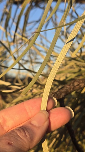 Grevillea striata, photograph 3
