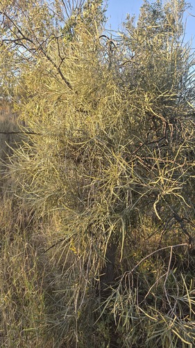 Grevillea striata, photograph 1