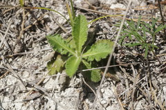 Cephalaria transsylvanica
