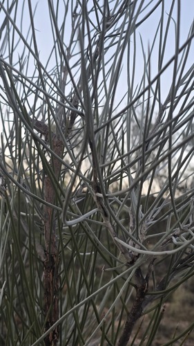 Hakea lorea