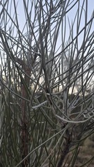 Hakea lorea