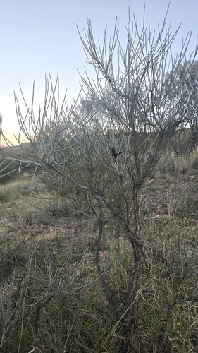 Hakea lorea, photograph 2