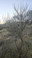 Hakea lorea, photograph (c) Petra Holland, some rights reserved (CC BY)