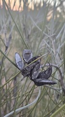 Hakea lorea, photograph (c) Petra Holland, some rights reserved (CC BY)