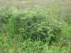 Amorpha paniculata