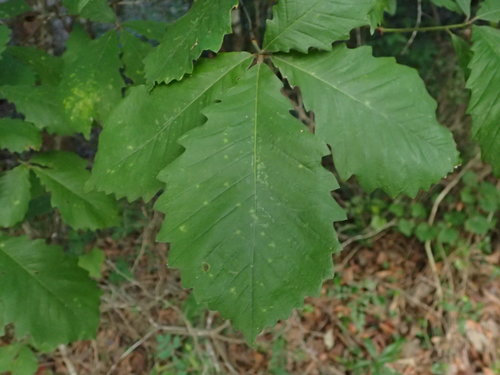 swamp chestnut oak