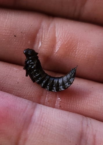 Boyeria maclachlani