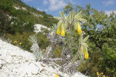 Onosma polyphylla