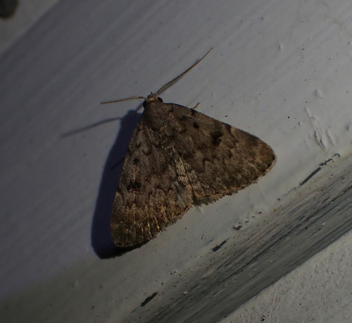 Common Idia Moth photo 5