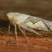 Zig-zag Winged Rice Leafhopper - Photo (c) Aniruddha Singhamahapatra, some rights reserved (CC BY-NC), uploaded by Aniruddha Singhamahapatra
