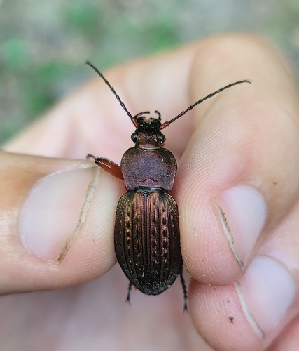 Carabus cancellatus