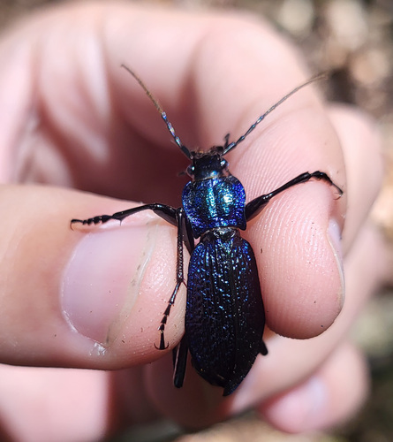 Blue Ground Beetle