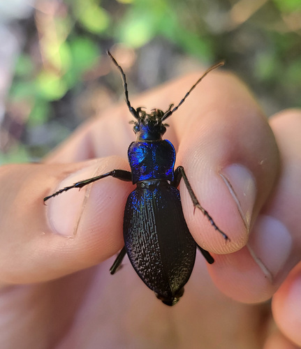 Blue Ground Beetle