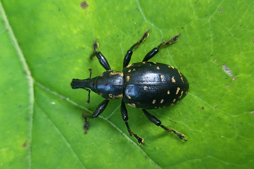 Butterbur Weevil