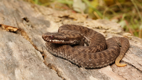 Nikolsky's Viper