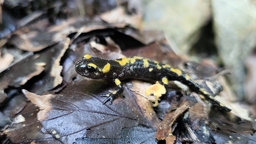 Fire Salamander
