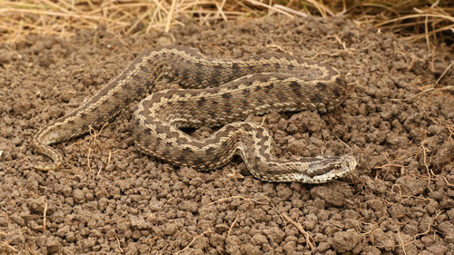 Moldavian Meadow Viper
