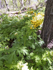 Corydalis nobilis