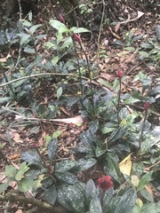 Stenorrhynchos albidomaculatum