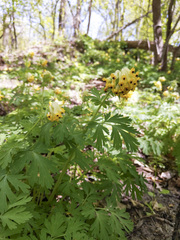 Corydalis nobilis