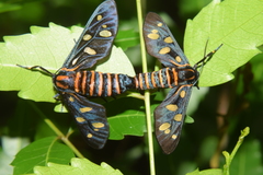 Amata passalis